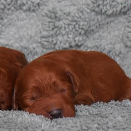Girl 6 - female Irish Doodle puppy in Macedon, New York from Toodles Goldendoodles