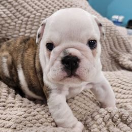 Girl 3 - Red and white female Bulldog puppy in Cheshire, Connecticut from Absolut Bulldogs