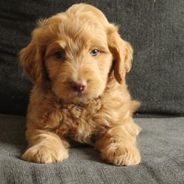 Aussiedoodle, Goldendoodle, and Labradoodle Puppies from Loving Doodle