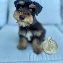 Miniature Schnauzer Puppies from Crown Schnauzers KC