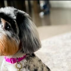 Aussiedoodles and Australian Mountain Doodles from Little Puppy Co.