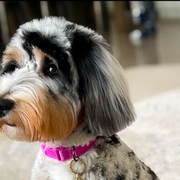 Aussiedoodles and Australian Mountain Doodles from Little Puppy Co.