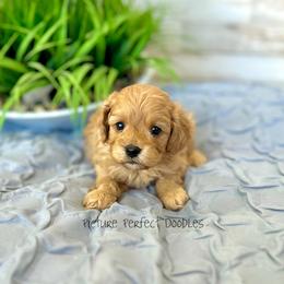 Blue Collar - Apricot male Cavapoo puppy in St George, Utah from Picture Perfect Doodles
