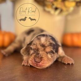 Boy 1 - Dapple male Dachshund puppy in Town Creek, Alabama from Dirt Road Dachshunds