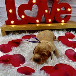 Drizella (Ella) - Red female Cavapoo puppy in Lancaster, Missouri from Cavapoo Acres