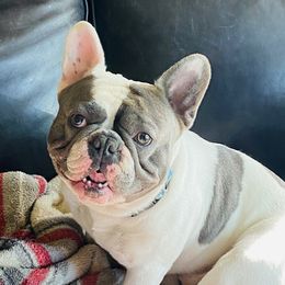 Obie - French Bulldog