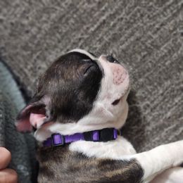 Boston Terrier Puppies from Howell Terriers