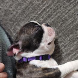 Boston Terrier Puppies from Howell Terriers