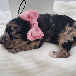Miss Lt. Pink - Merle female Schnoodle puppy in Leitchfield, Kentucky from Eveleigh Acres Puppies