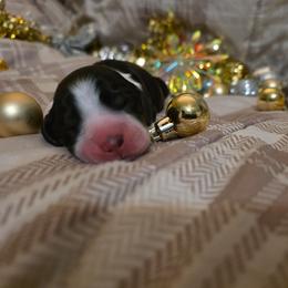 Sparkle - Black white and tan female English Springer Spaniel puppy in Cookeville, Tennessee from Krossroads Kennel