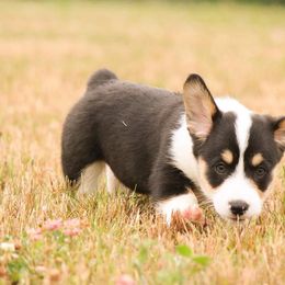 American Corgi and Pembroke Welsh Corgi Puppies from Elk Ridge Corgis