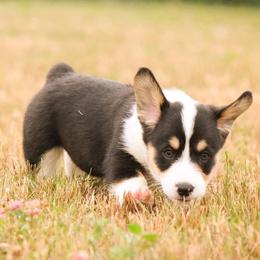 American Corgi and Pembroke Welsh Corgi Puppies from Elk Ridge Corgis