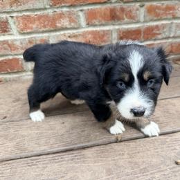 Opal - Black tri-color female Australian Shepherd puppy in Yelm, Washington from Country Rose Australian Shepherds