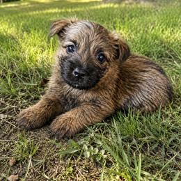 Wheaten Brindle - Wheaten brindle female Cairn Terrier puppy in Centerville, Texas from Cedar Forrest Terriers LLC (Cairns & Australian Terriers)