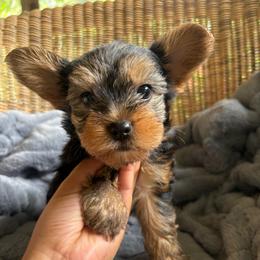 Watson - Black and tan male Yorkshire Terrier puppy in Malvern, Arkansas from Sweet as dessert puppies