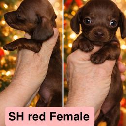 Red SMOOTH - Red female Dachshund puppy in Lufkin, Texas from Dixie Chic Frenchies