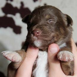 PUMPKIN - Red tri-color female Australian Shepherd puppy in Star City, Arkansas from Blush & Lace Aussie Co.