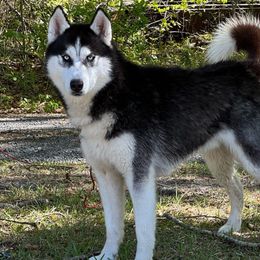 Trouble - Black and white Siberian Husky puppy in Kingstree, South Carolina from FurryPawKennel
