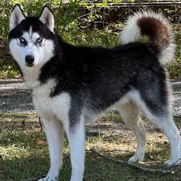 Trouble - Black and white Siberian Husky puppy in Kingstree, South Carolina from FurryPawKennel