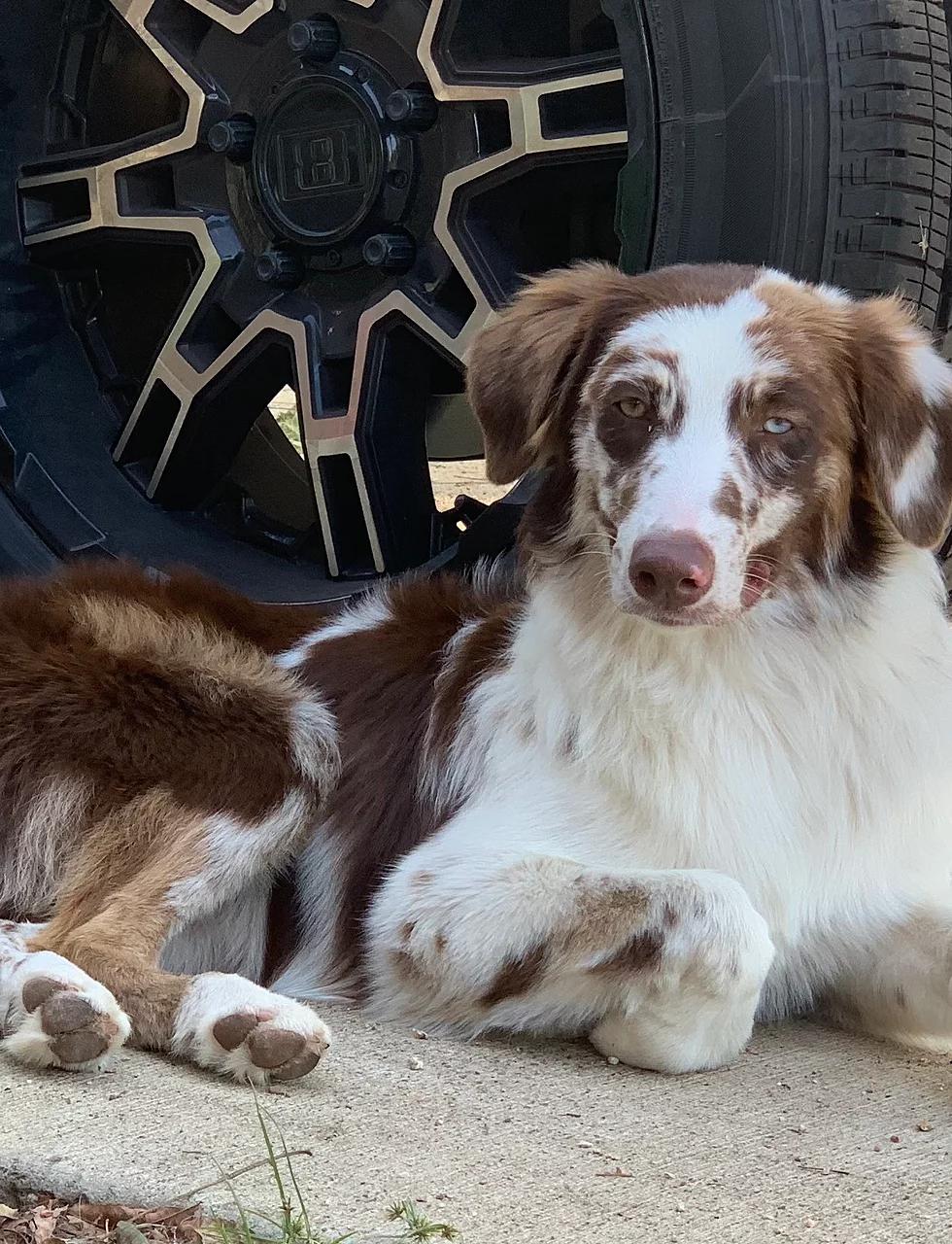 jkkj-farms-in-texas-australian-shepherd-miniature-american-shepherd