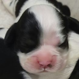 Boy 4 - Cocker Spaniel puppy in Penns Grove, New Jersey from Dominique Cockers