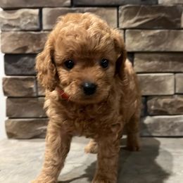 Boxer and Cavapoo Puppies from Acadian Kennels