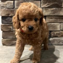 Boxer and Cavapoo Puppies from Acadian Kennels