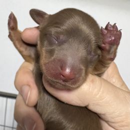 Sunny AKC - Chocolate and tan female Dachshund puppy in Fayetteville, Pennsylvania from PA's Darling Doxies