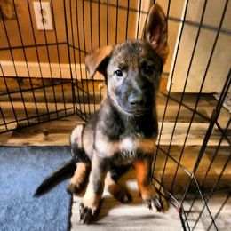 German Shepherd Puppies from Royalty German Shepherds
