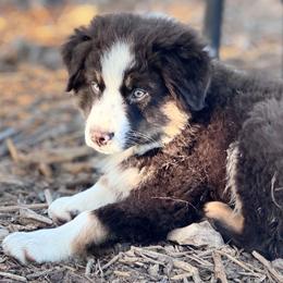 Rusty - Red tri male Miniature Australian Shepherd puppy in Granbury, Texas from Jubilee Acres