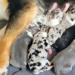 Noble - Dilute blue male Australian Shepherd puppy in Bangs, Texas from Red Wagon Aussies