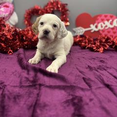 Rosie - Orange belton female English Setter puppy in Rogers, Ohio from StoneyBrook Setters