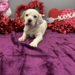 Rosie - Orange belton female English Setter puppy in Rogers, Ohio from StoneyBrook Setters