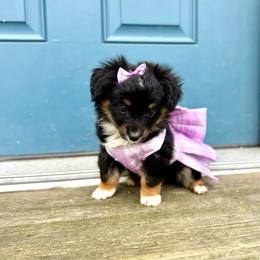 Jazzy - Black tri female Toy Australian Shepherd puppy in Puryear, Tennessee from A&W Toy Aussies
