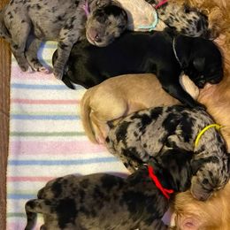 Goldendoodle Puppies from Doodles Are Golden