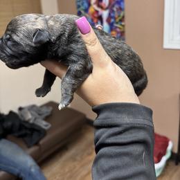 Enya - Brindle female Boerboel puppy in Delta, Colorado from SATA Kennels