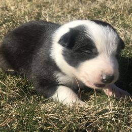 Border Collie Puppies from Simcoe Foothills Farm