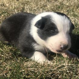 Border Collie Puppies from Simcoe Foothills Farm