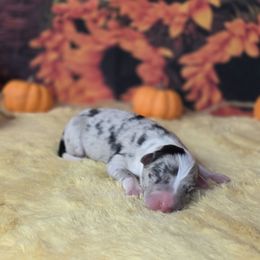 Helena - Blue merle female Border Collie puppy in Avilla, Indiana from Borderline Kennels