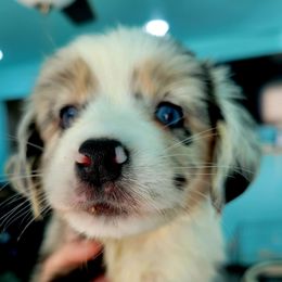 SHAGGY (Yellow) - Blue merle male Miniature Australian Shepherd puppy in Norwood, Missouri from Looney Farm’s Toy & Mini Aussies