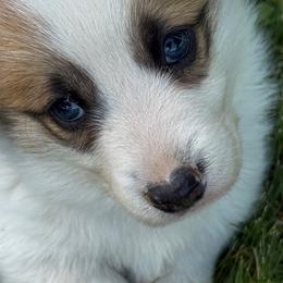 Benjamin FB - White and red male Pembroke Welsh Corgi puppy in Heyworth, Illinois from Schumaker Corgis