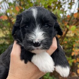 Pink - Black and white female Sheepadoodle puppy in Archer, Florida from Gainesville Sheepadoodles