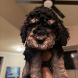Black - Tri-color male Labradoodle puppy in Shingle Springs, California from California Double Doodles