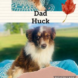 Huck - Miniature Australian Shepherd