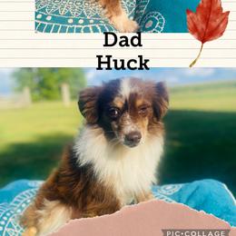 Huck - Miniature Australian Shepherd