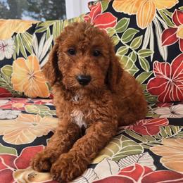 Walter - Red  male Goldendoodle puppy in Fordland, Missouri from K&K's Puppy Kingdom