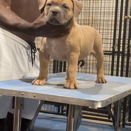 American Bully Puppies from Manuia Kennels