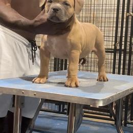 American Bully Puppies from Manuia Kennels
