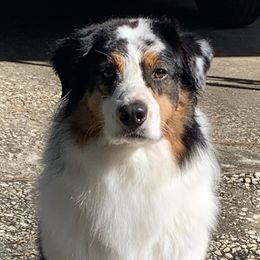 Grimm - Australian Shepherd