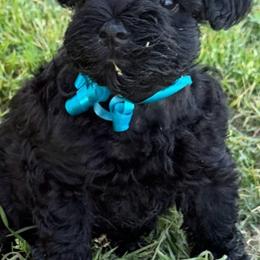 Jewels lil diamond - Black female Miniature Schnauzer puppy in Groesbeck, Texas from Ranch 4M